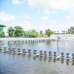 Top 6 tỉnh thành có diện tích và sản lượng nuôi tôm lớn nhất nước ta